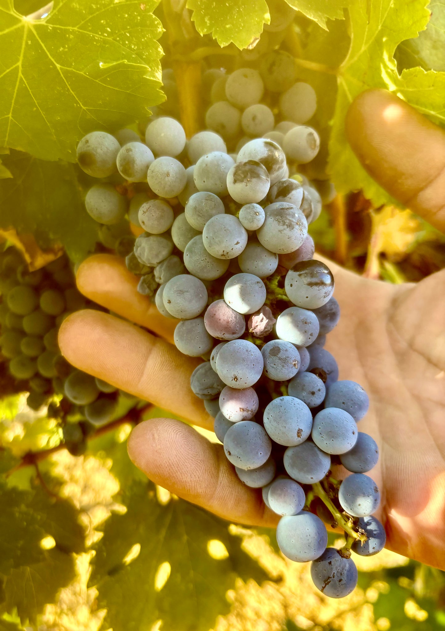 SANGIOVESE (6 Bottles of Rosè)