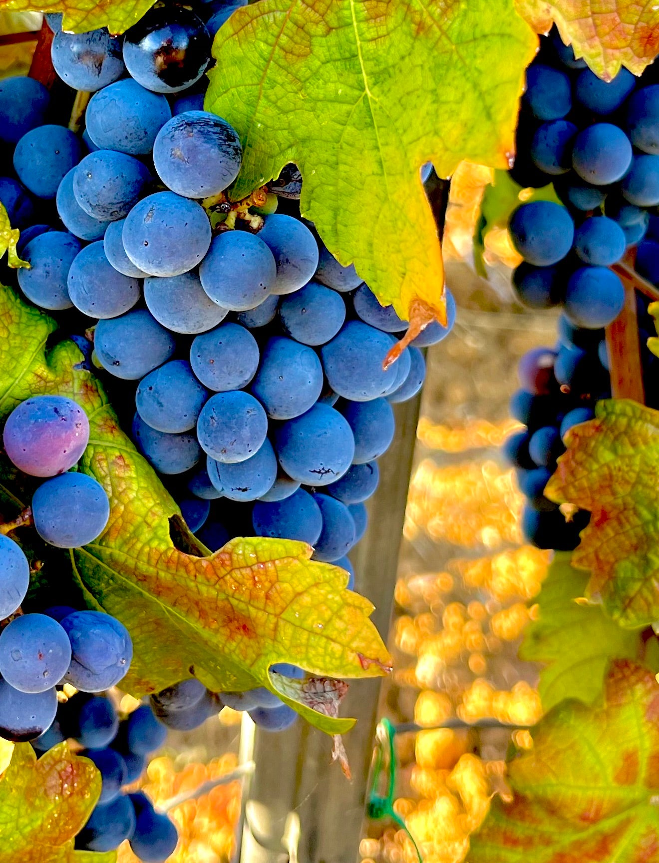 CILIEGIOLO (6 Bottles of Red Wine)