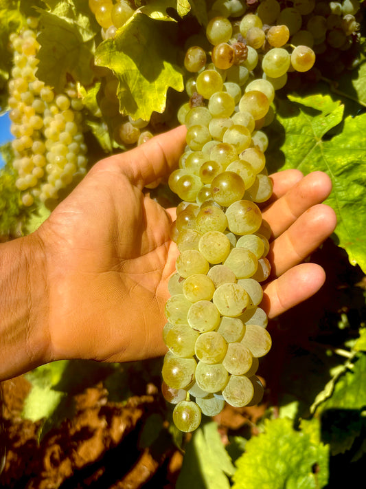 VERMENTINO (6 Bottles of White Wine)