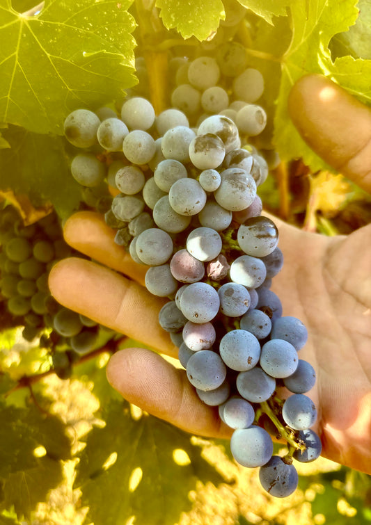 SANGIOVESE (6 Bottles of Rosè)
