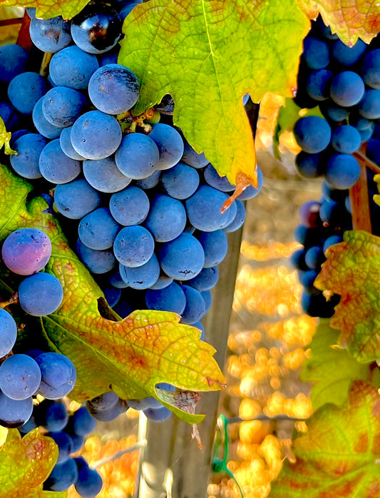 CILIEGIOLO (6 Bottles of Red Wine)